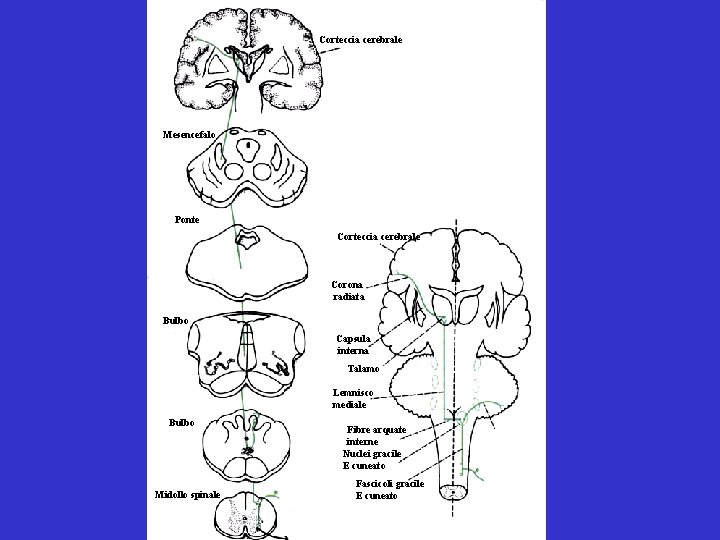 Corteccia cerebrale Mesencefalo Ponte Corteccia cerebrale Corona radiata Bulbo Capsula interna Talamo Lemnisco mediale Corteccia cerebrale Mesencefalo Ponte Corteccia cerebrale Corona radiata Bulbo Capsula interna Talamo Lemnisco mediale