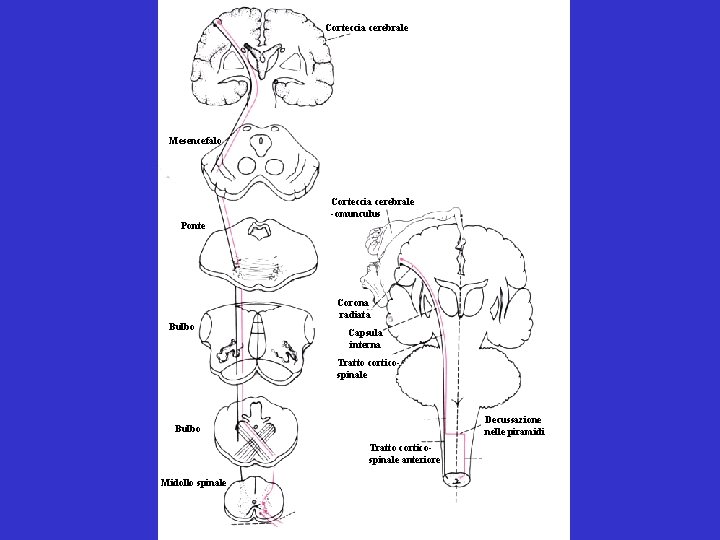 Corteccia cerebrale Mesencefalo Corteccia cerebrale -omunculus Ponte Corona radiata Bulbo Capsula interna Tratto corticospinale Corteccia cerebrale Mesencefalo Corteccia cerebrale -omunculus Ponte Corona radiata Bulbo Capsula interna Tratto corticospinale