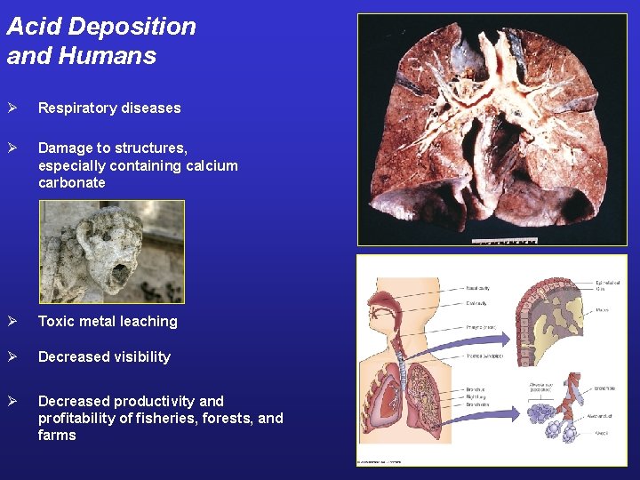 Acid Deposition and Humans Ø Respiratory diseases Ø Damage to structures, especially containing calcium