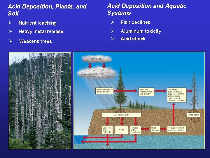 Acid Deposition, Plants, and Soil Acid Deposition and Aquatic Systems Ø Nutrient leaching Ø