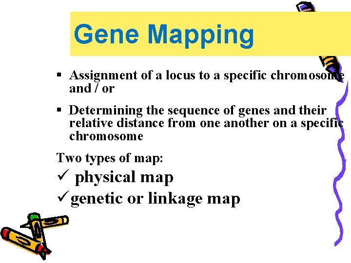 Gene Mapping § Assignment of a locus to a specific chromosome and / or