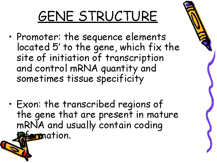 GENE STRUCTURE • Promoter: the sequence elements located 5’ to the gene, which fix