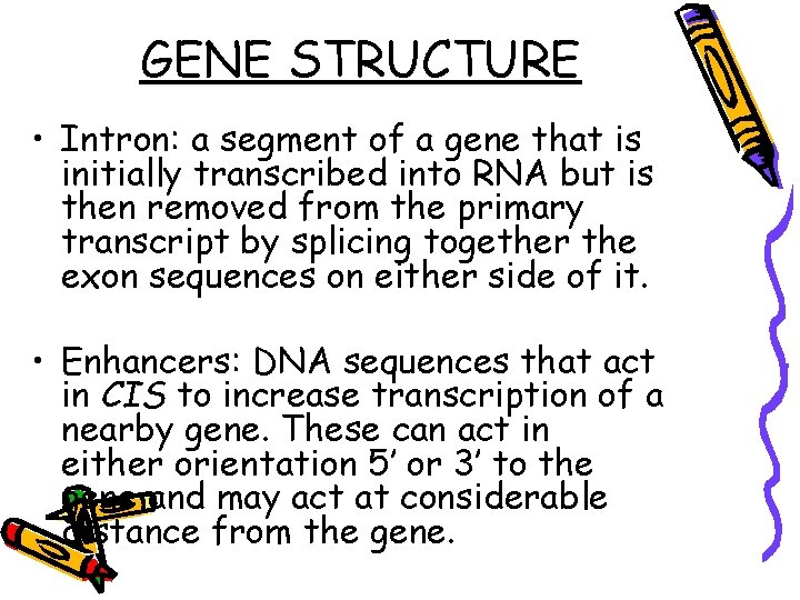 GENE STRUCTURE • Intron: a segment of a gene that is initially transcribed into