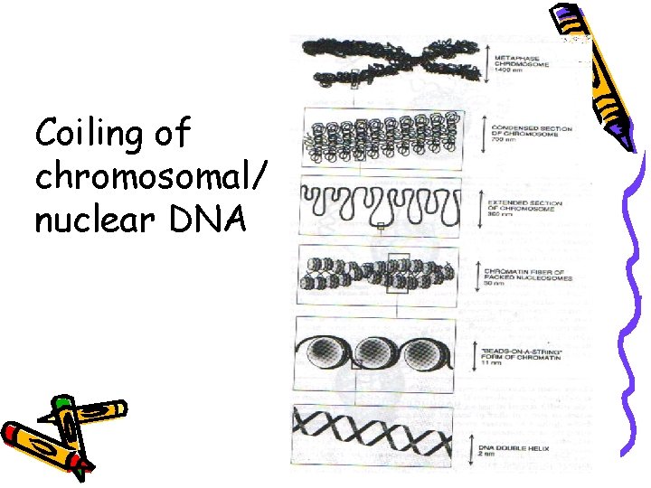 Coiling of chromosomal/ nuclear DNA 