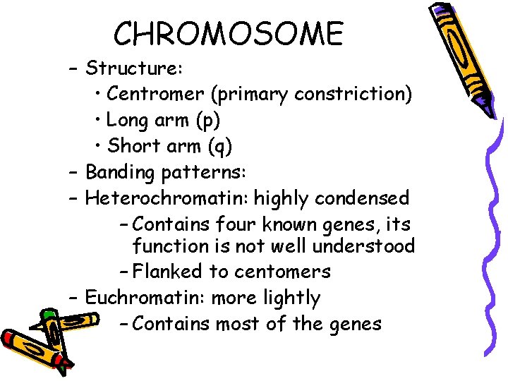CHROMOSOME – Structure: • Centromer (primary constriction) • Long arm (p) • Short arm