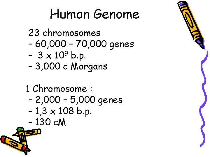 Human Genome 23 chromosomes – 60, 000 – 70, 000 genes – 3 x