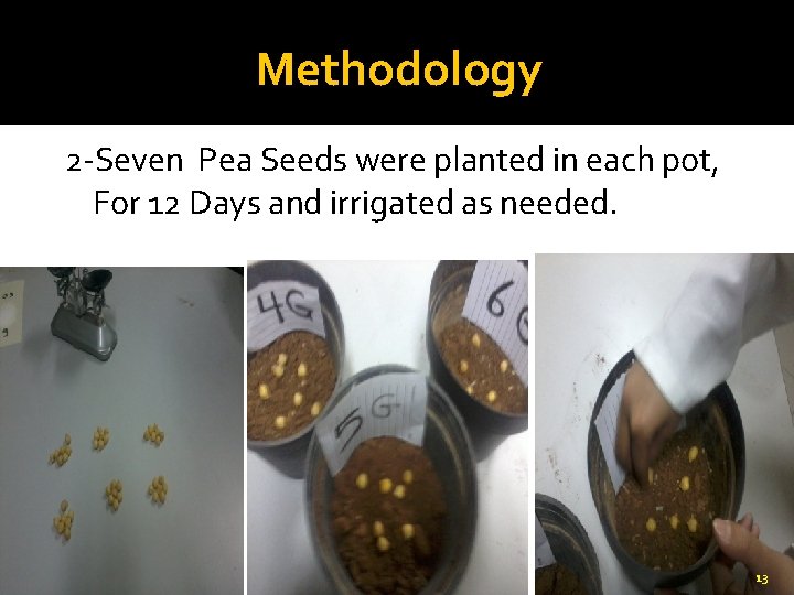 Methodology 2 -Seven Pea Seeds were planted in each pot, For 12 Days and