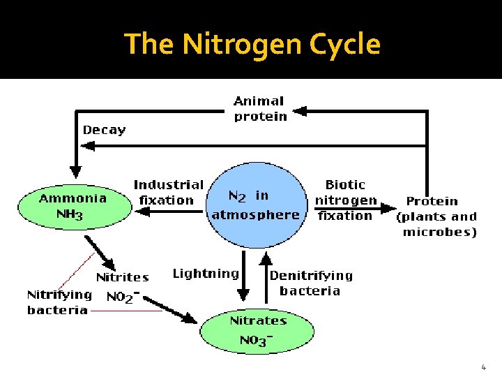 The Nitrogen Cycle 4 