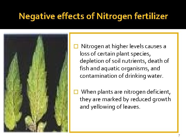 Negative effects of Nitrogen fertilizer � Nitrogen at higher levels causes a loss of