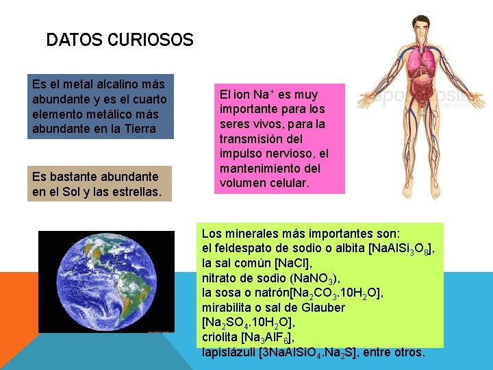 DATOS CURIOSOS Es el metal alcalino más abundante y es el cuarto elemento metálico