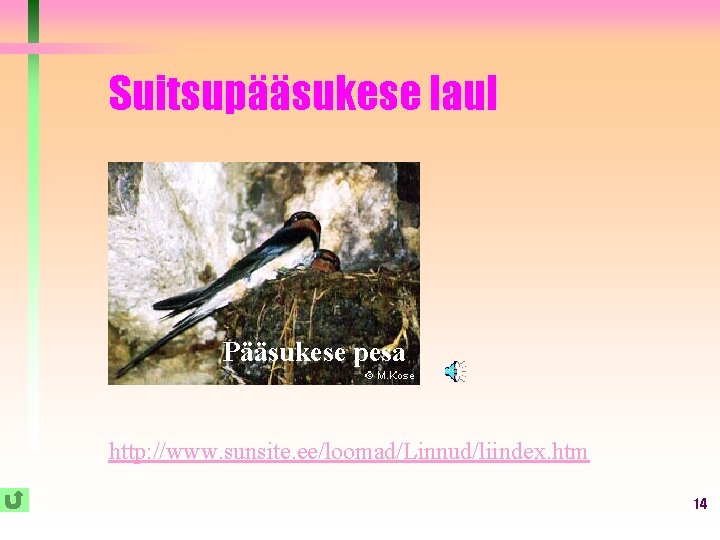 Suitsupääsukese laul Pääsukese pesa http: //www. sunsite. ee/loomad/Linnud/liindex. htm 14 Suitsupääsukese laul Pääsukese pesa http: //www. sunsite. ee/loomad/Linnud/liindex. htm 14