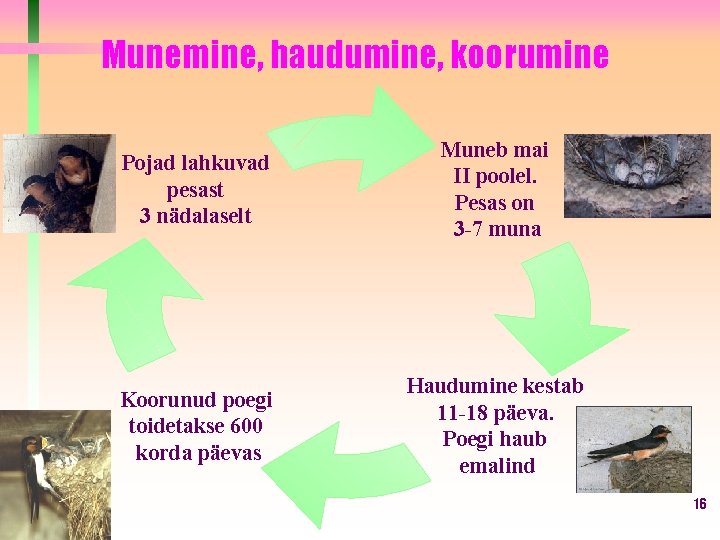 Munemine, haudumine, koorumine Pojad lahkuvad pesast 3 nädalaselt Muneb mai II poolel. Pesas on Munemine, haudumine, koorumine Pojad lahkuvad pesast 3 nädalaselt Muneb mai II poolel. Pesas on