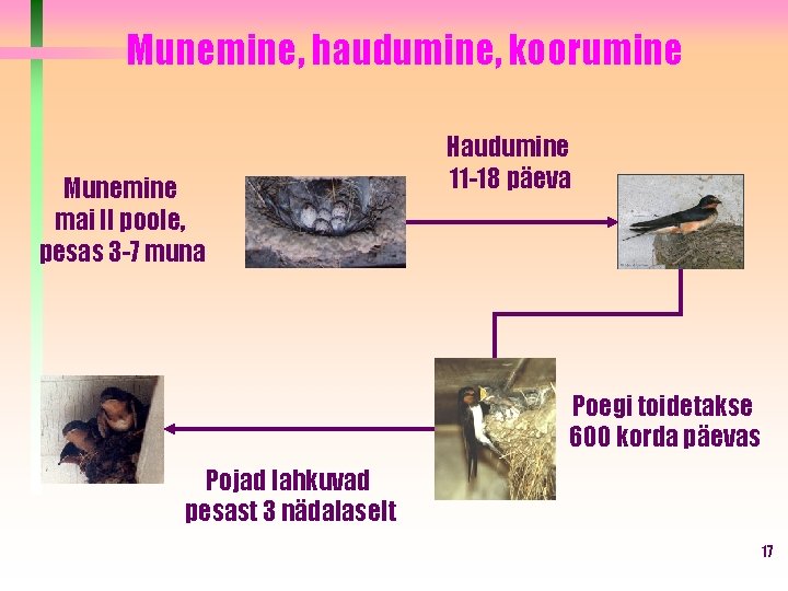 Munemine, haudumine, koorumine Munemine mai II poole, pesas 3 -7 muna Haudumine 11 -18 Munemine, haudumine, koorumine Munemine mai II poole, pesas 3 -7 muna Haudumine 11 -18