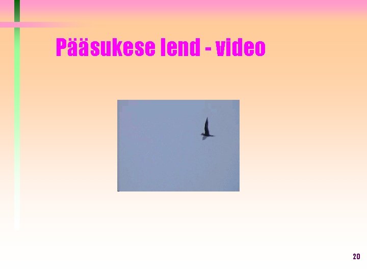 Pääsukese lend - video 20 Pääsukese lend - video 20