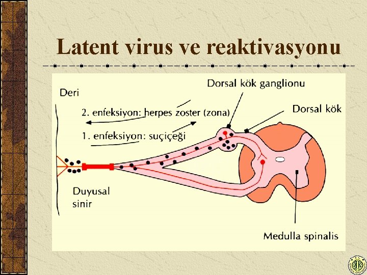 Latent virus ve reaktivasyonu 