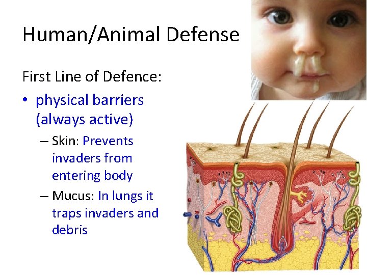 Human/Animal Defense First Line of Defence: • physical barriers (always active) – Skin: Prevents