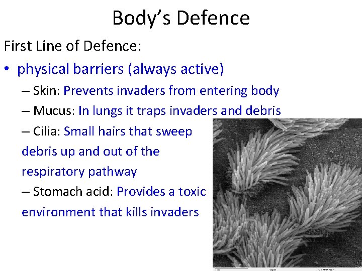 Body’s Defence First Line of Defence: • physical barriers (always active) – Skin: Prevents