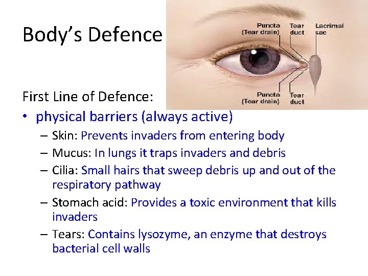 Body’s Defence First Line of Defence: • physical barriers (always active) – Skin: Prevents