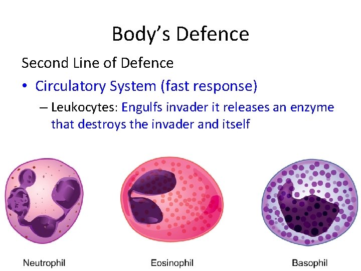 Body’s Defence Second Line of Defence • Circulatory System (fast response) – Leukocytes: Engulfs