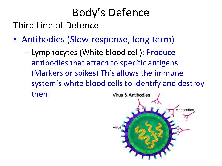 Body’s Defence Third Line of Defence • Antibodies (Slow response, long term) – Lymphocytes