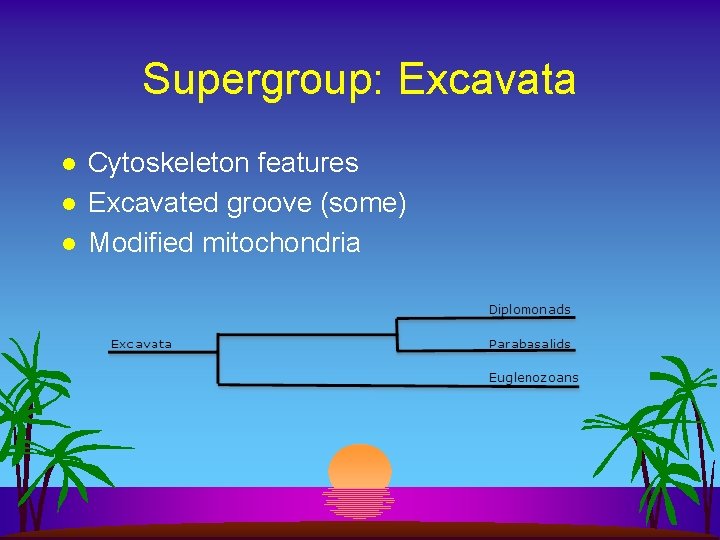 Supergroup: Excavata l l l Cytoskeleton features Excavated groove (some) Modified mitochondria 