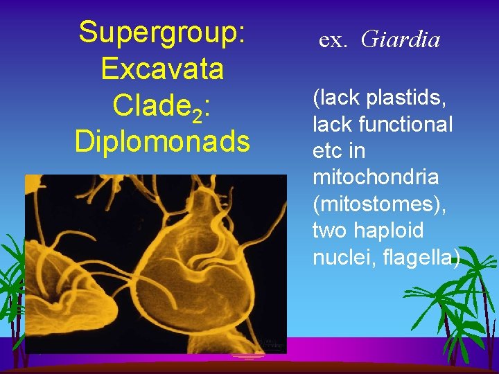 Supergroup: Excavata Clade 2: Diplomonads ex. Giardia (lack plastids, lack functional etc in mitochondria