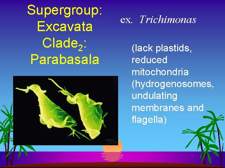 Supergroup: Excavata Clade 2: Parabasala ex. Trichimonas (lack plastids, reduced mitochondria (hydrogenosomes, undulating membranes