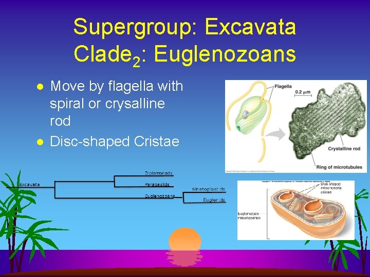 Supergroup: Excavata Clade 2: Euglenozoans l l Move by flagella with spiral or crysalline