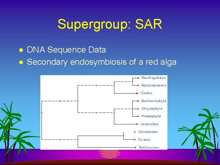 Supergroup: SAR l l DNA Sequence Data Secondary endosymbiosis of a red alga 