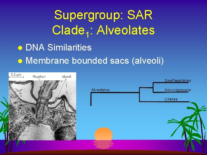 Supergroup: SAR Clade 1: Alveolates DNA Similarities l Membrane bounded sacs (alveoli) l 