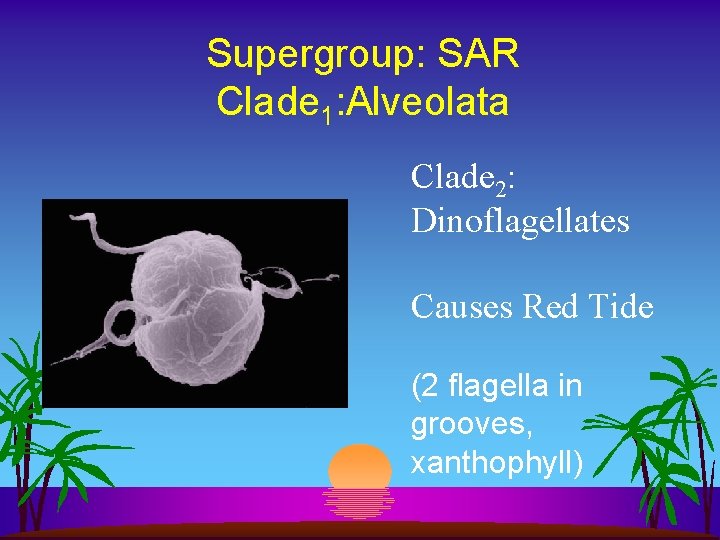Supergroup: SAR Clade 1: Alveolata Clade 2: Dinoflagellates Causes Red Tide (2 flagella in