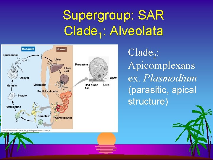Supergroup: SAR Clade 1: Alveolata Clade 2: Apicomplexans ex. Plasmodium (parasitic, apical structure) 