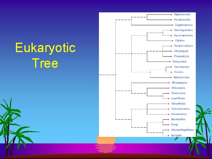 Eukaryotic Tree 