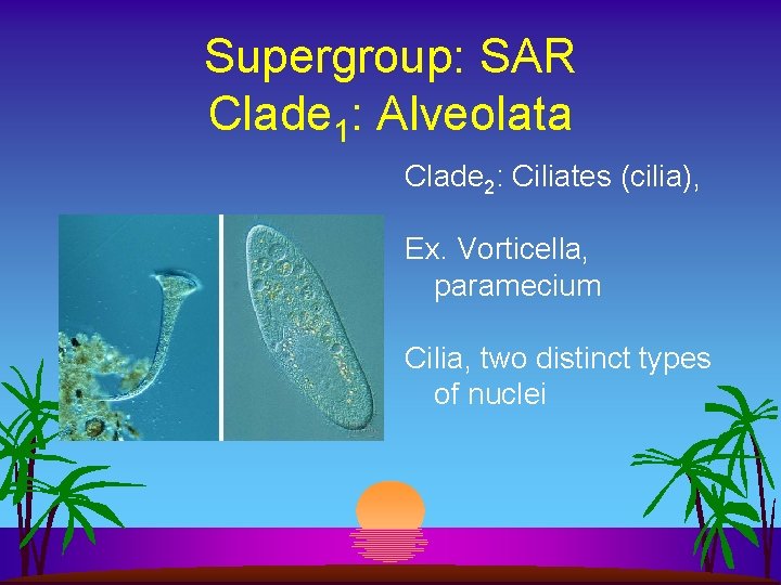 Supergroup: SAR Clade 1: Alveolata Clade 2: Ciliates (cilia), Ex. Vorticella, paramecium Cilia, two