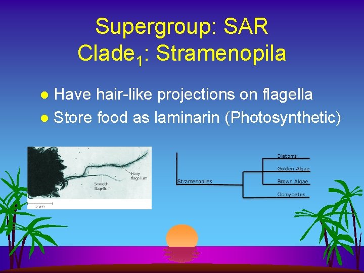Supergroup: SAR Clade 1: Stramenopila Have hair-like projections on flagella l Store food as