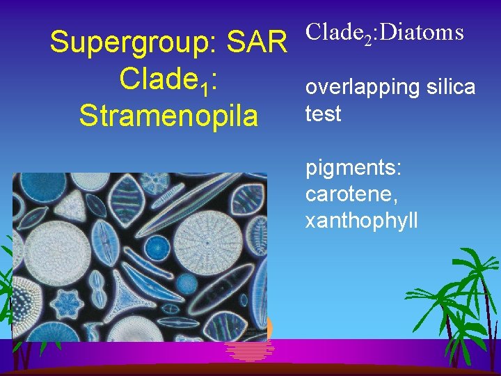 Supergroup: SAR Clade 1: Stramenopila Clade 2: Diatoms overlapping silica test pigments: carotene, xanthophyll