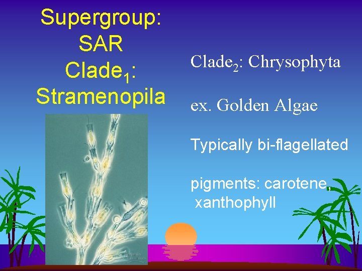 Supergroup: SAR Clade 1: Stramenopila Clade 2: Chrysophyta ex. Golden Algae Typically bi-flagellated pigments: