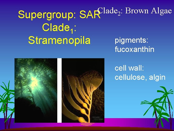 Clade 2: Brown Algae Supergroup: SAR Clade 1: Stramenopila pigments: fucoxanthin cell wall: cellulose,