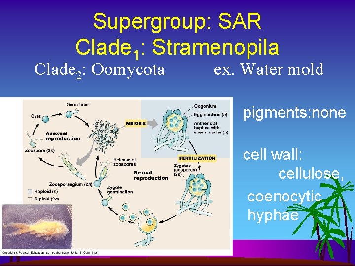 Supergroup: SAR Clade 1: Stramenopila Clade 2: Oomycota ex. Water mold pigments: none cell