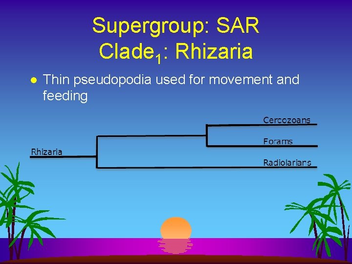 Supergroup: SAR Clade 1: Rhizaria l Thin pseudopodia used for movement and feeding 