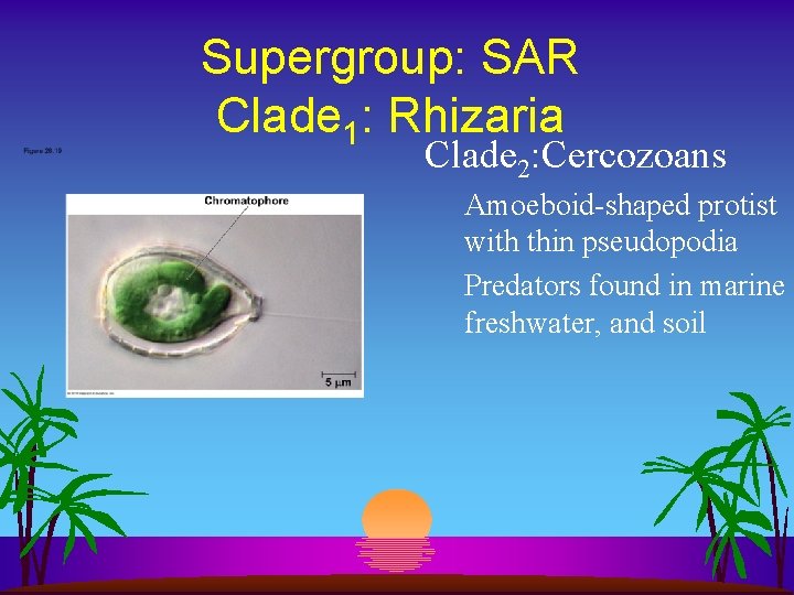 Supergroup: SAR Clade 1: Rhizaria Clade 2: Cercozoans Amoeboid-shaped protist with thin pseudopodia Predators