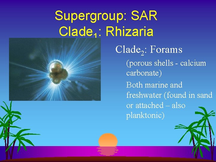 Supergroup: SAR Clade 1: Rhizaria Clade 2: Forams (porous shells - calcium carbonate) Both