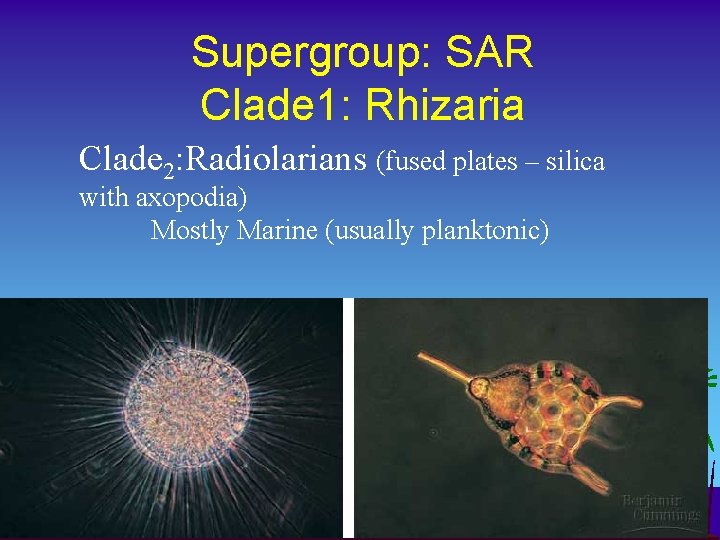 Supergroup: SAR Clade 1: Rhizaria Clade 2: Radiolarians (fused plates – silica with axopodia)