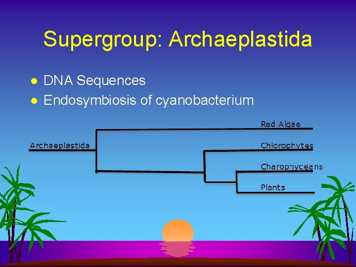 Supergroup: Archaeplastida l l DNA Sequences Endosymbiosis of cyanobacterium 