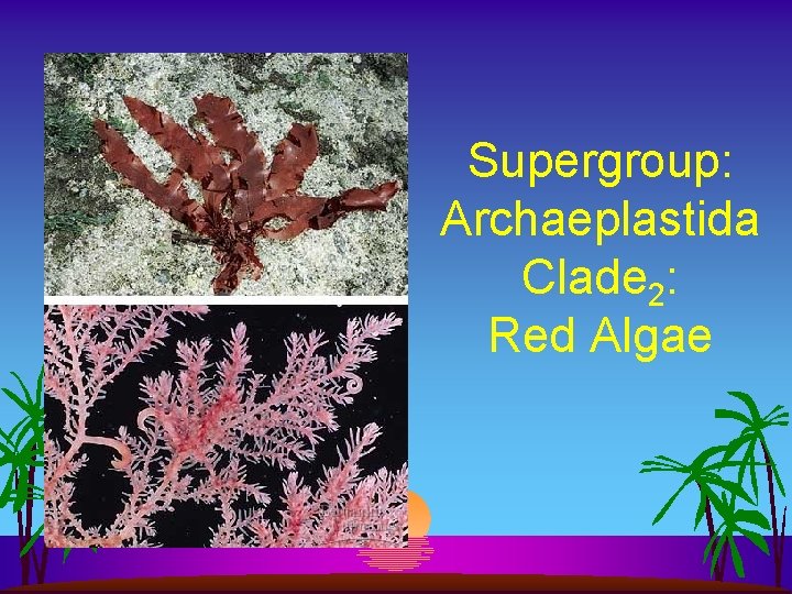 Supergroup: Archaeplastida Clade 2: Red Algae 