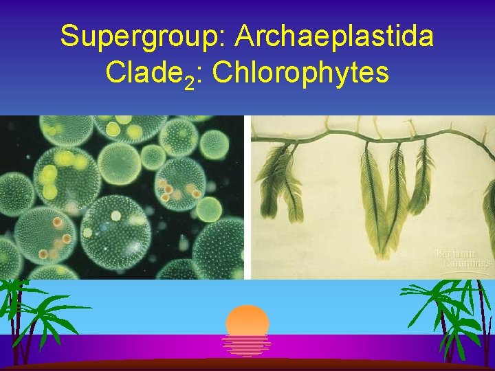 Supergroup: Archaeplastida Clade 2: Chlorophytes 