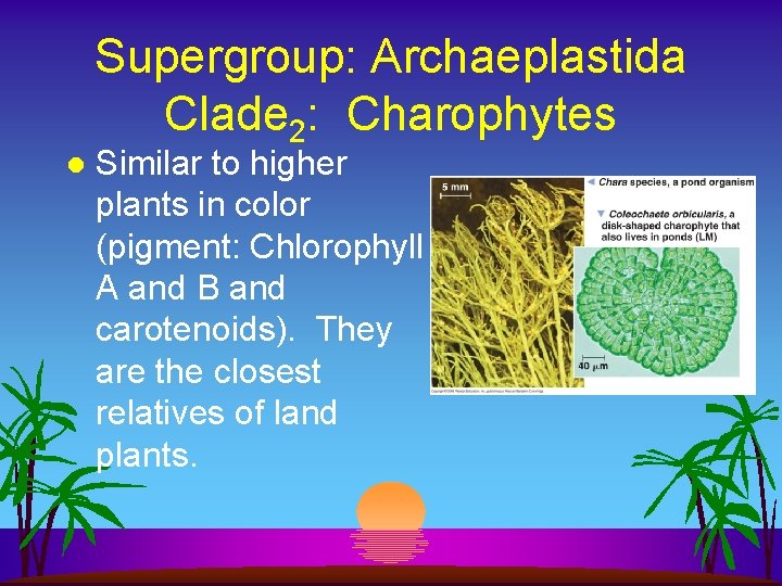 Supergroup: Archaeplastida Clade 2: Charophytes l Similar to higher plants in color (pigment: Chlorophyll