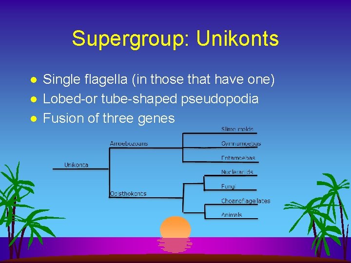 Supergroup: Unikonts l l l Single flagella (in those that have one) Lobed-or tube-shaped