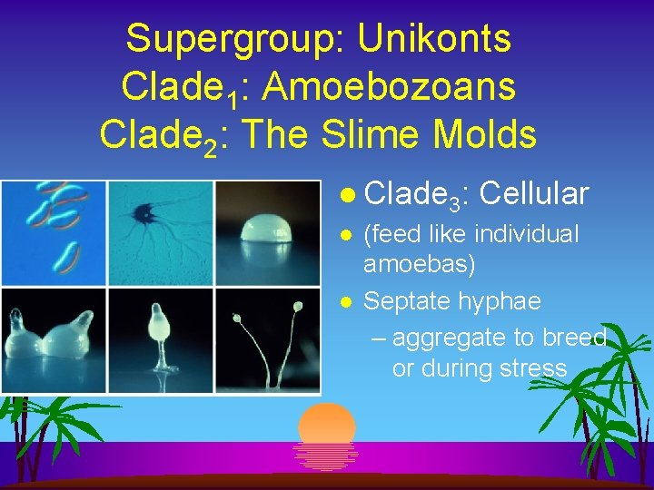 Supergroup: Unikonts Clade 1: Amoebozoans Clade 2: The Slime Molds l Clade 3: l