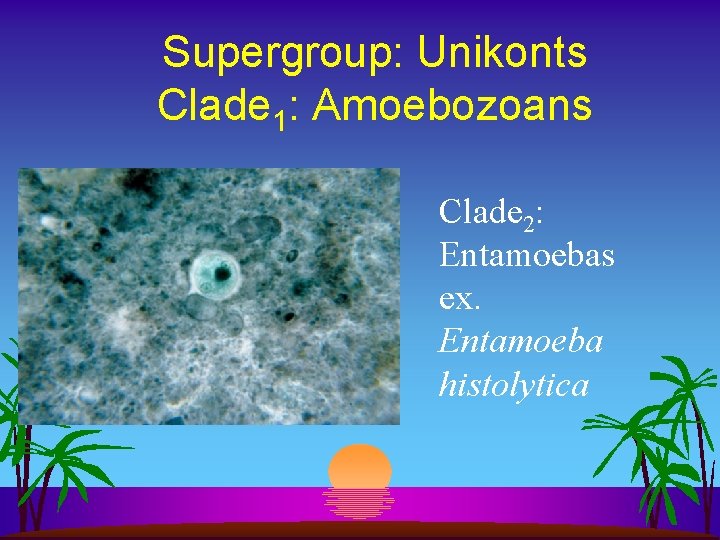 Supergroup: Unikonts Clade 1: Amoebozoans Clade 2: Entamoebas ex. Entamoeba histolytica 